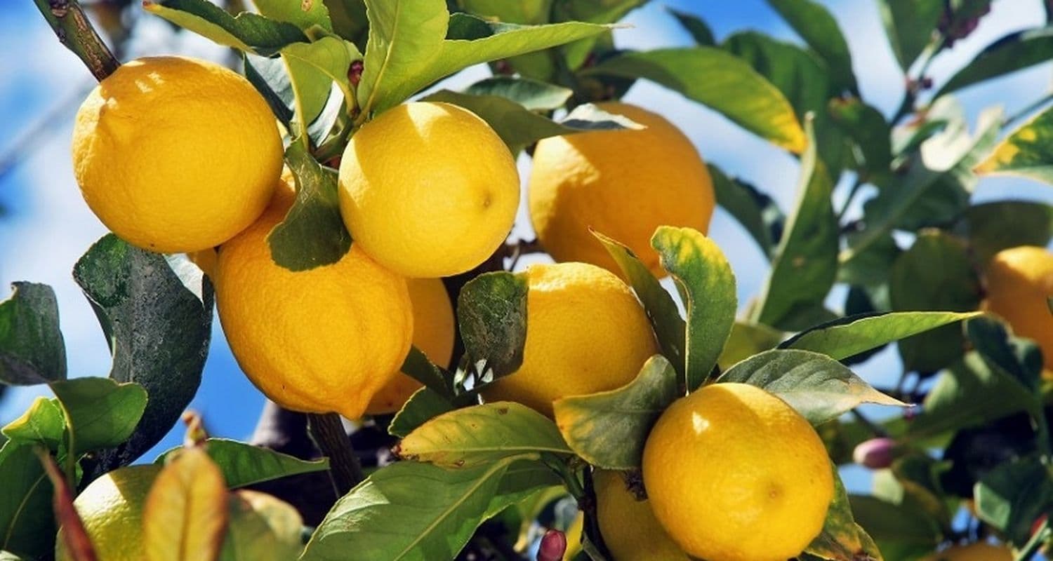 SAPIO lemons Sicily