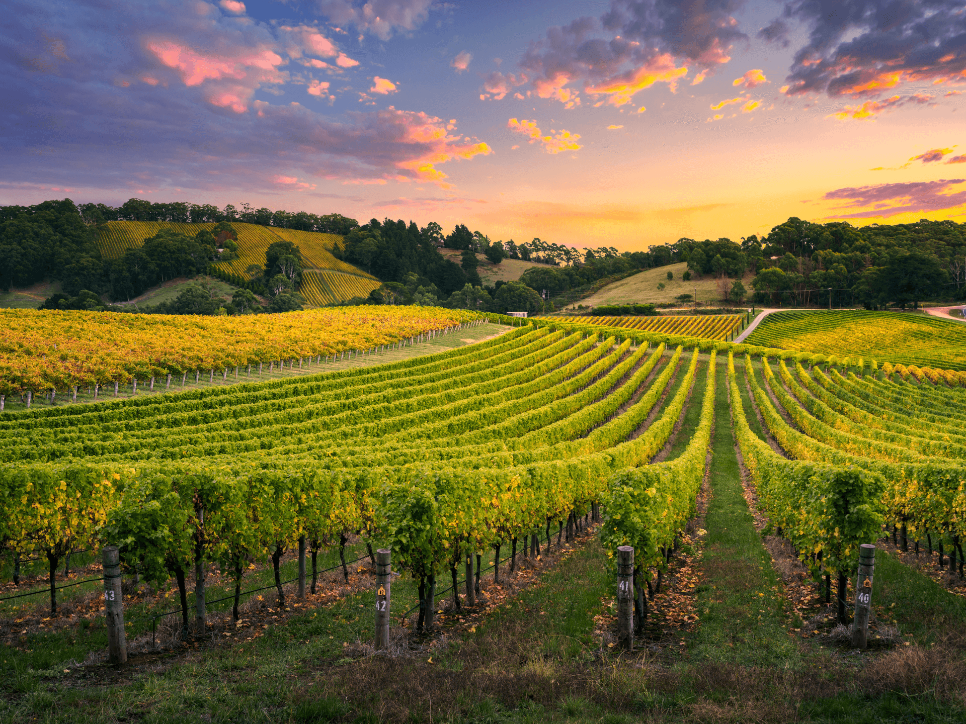 FEAST - Wine, vineyard