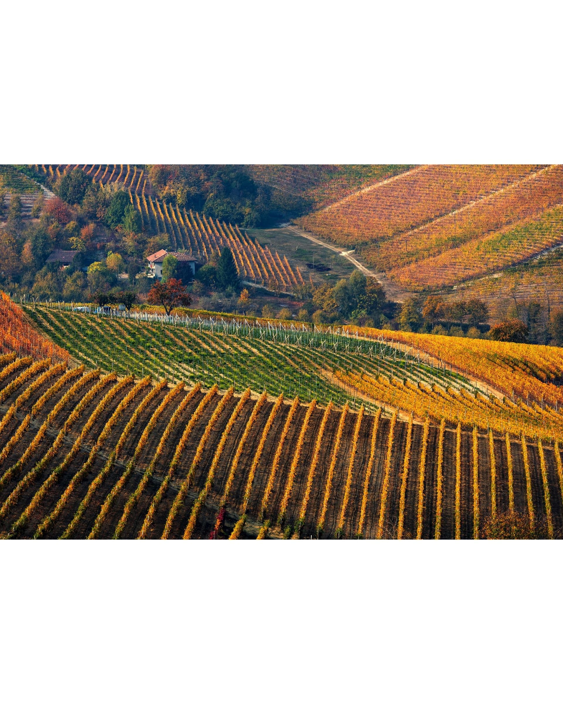 FEAST - autumn langhe Piedmont
