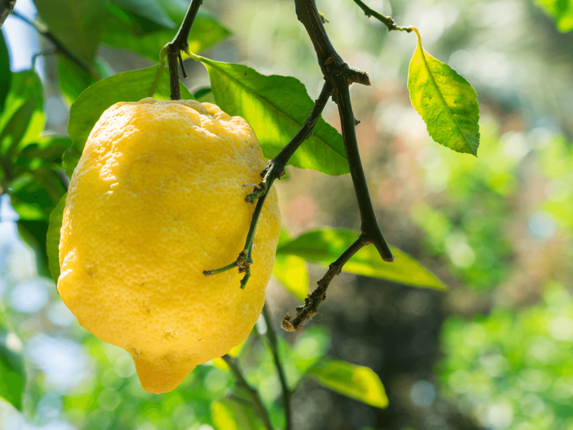 FEAST - Amalfi, Lemon
