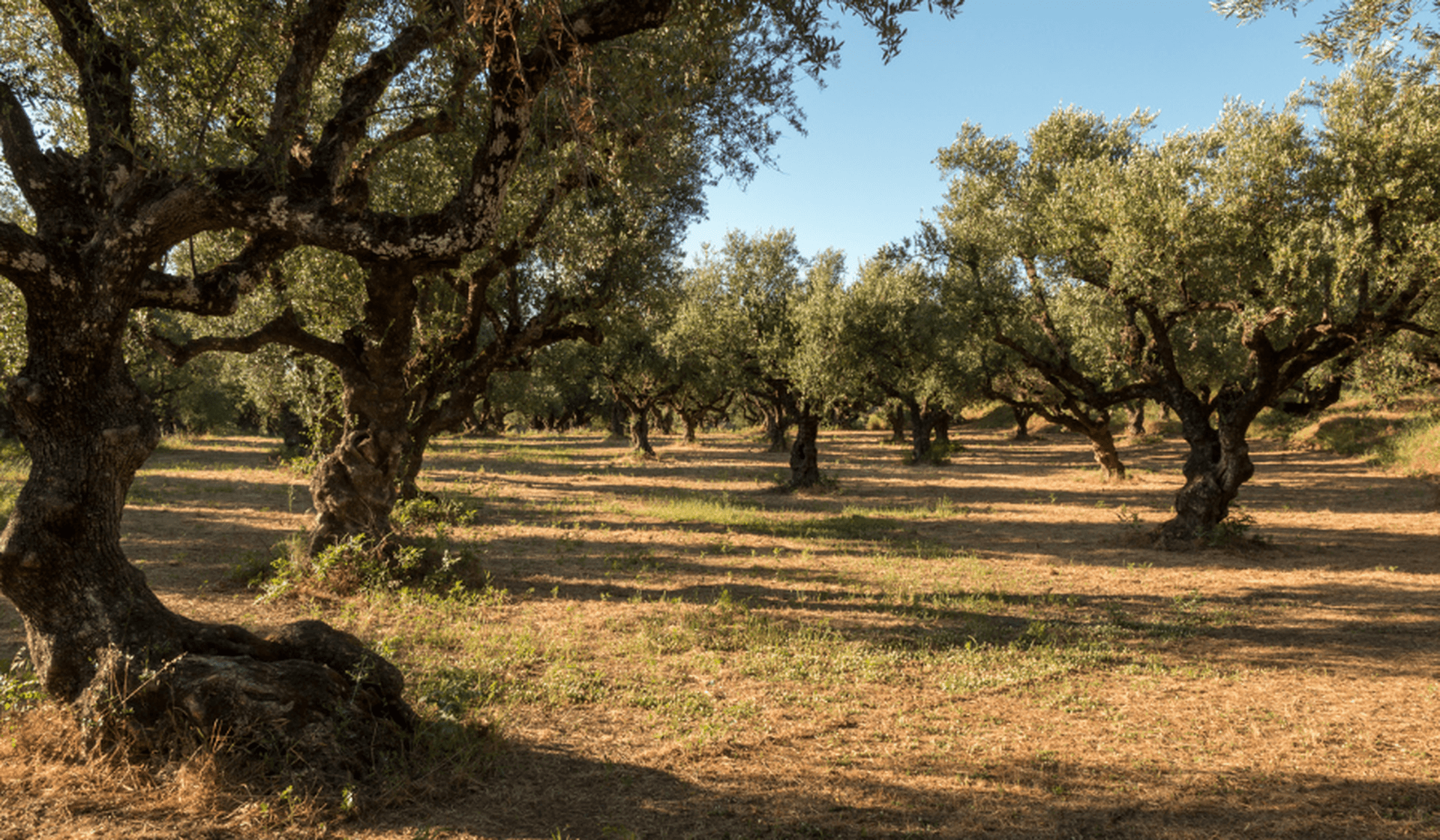 Olivenöl als Lebenselixier: Reise zu den Olivenhainen Griechenlands