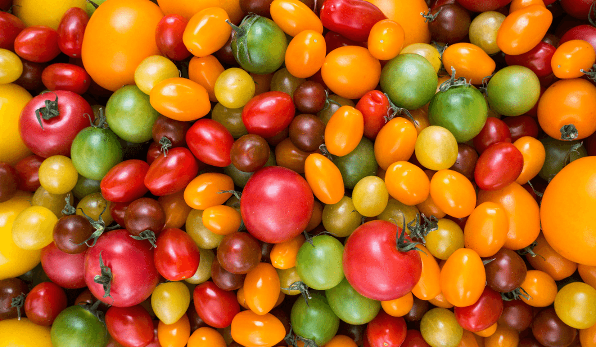 Die Vielfalt italienischer Tomaten und ihre kulinarischen Verwendungen
