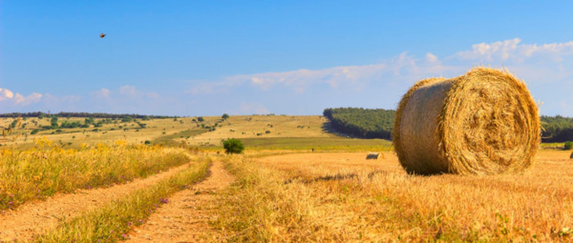 Biodiversität, ein zukunftssicherer italienischer Schatz