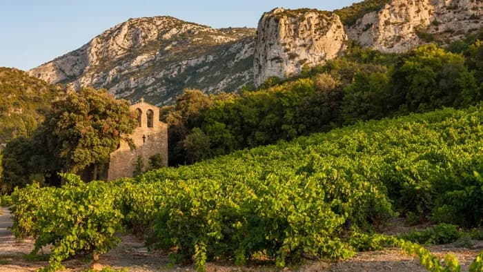 SAPIO Languedoc