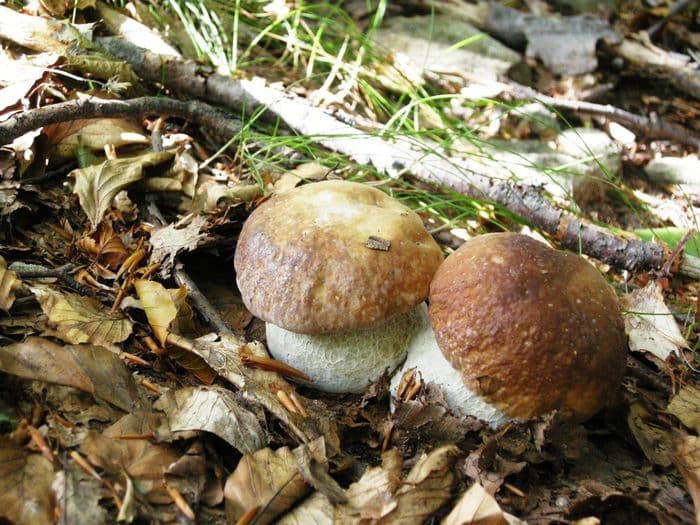 FEAST Emilia hiking porcini